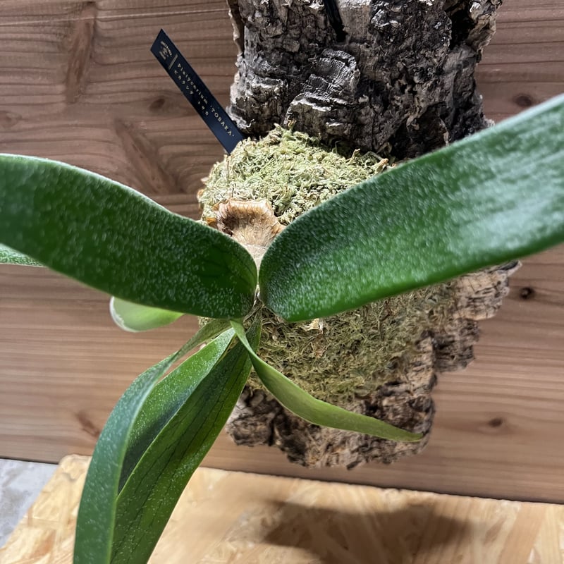 ビカクシダ トサカ | GREEN LUCK