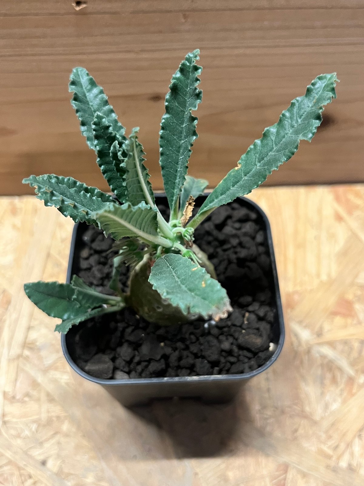 ドルステニア ラブラニー 【高さ27cm】 ドルステニア ラブラニー | GREEN LUCK