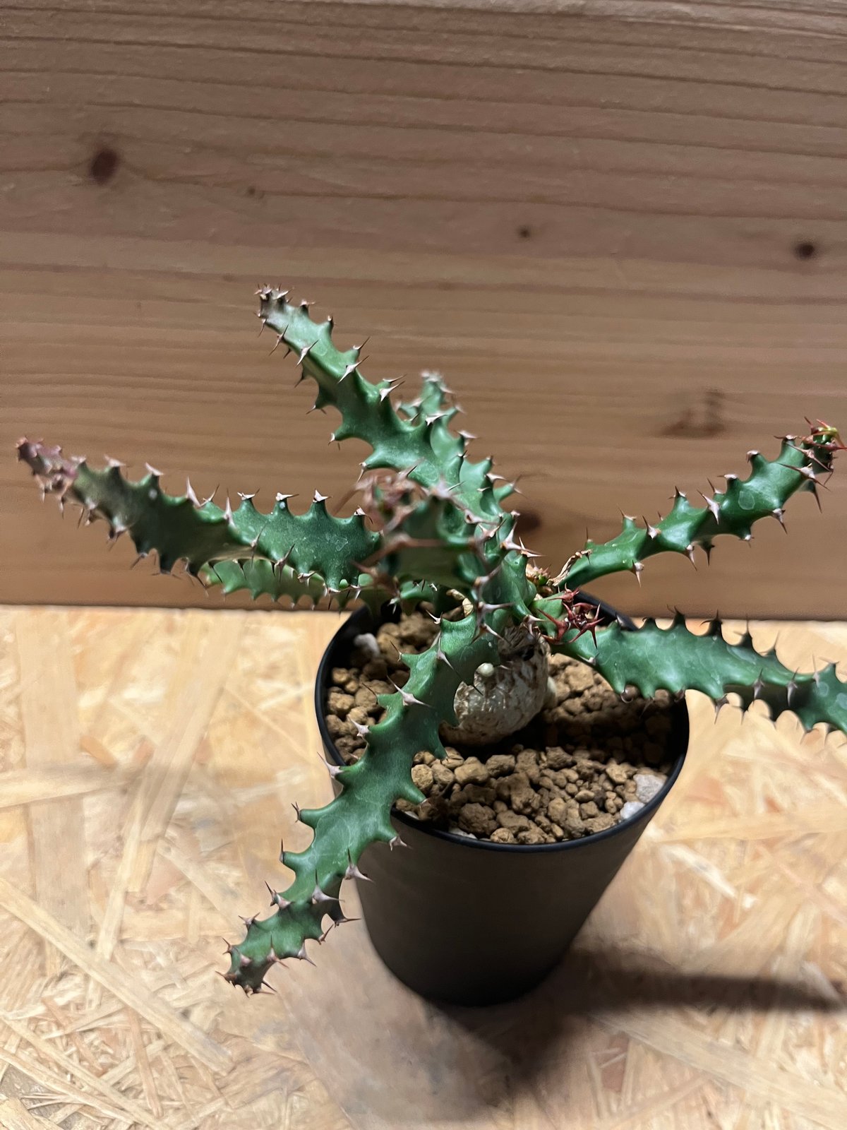 ユーフォルビア スクアローサ | GREEN LUCK