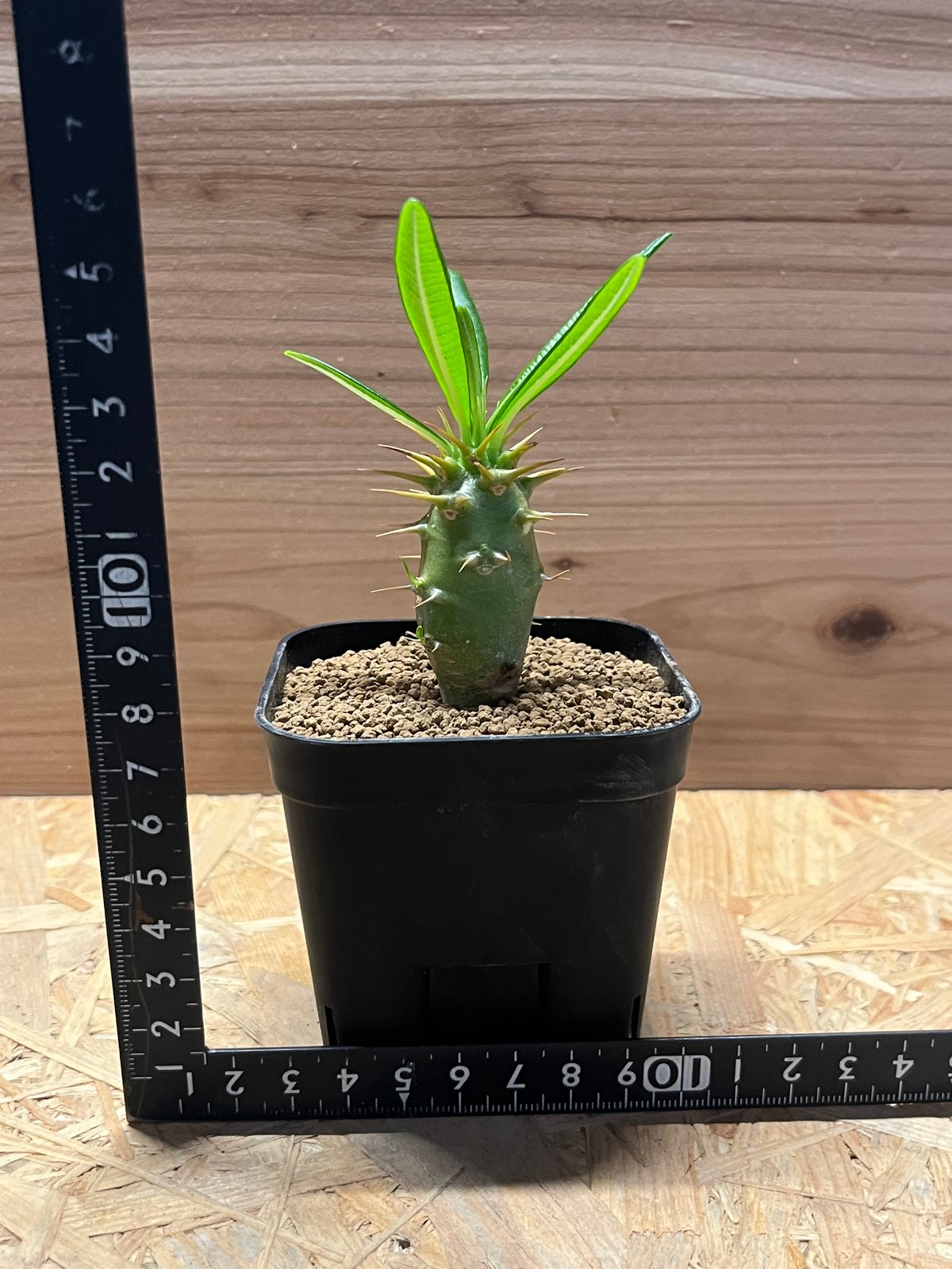 パキポディウム　アンボンゲンセ　④ fit=scale-down,w=1200