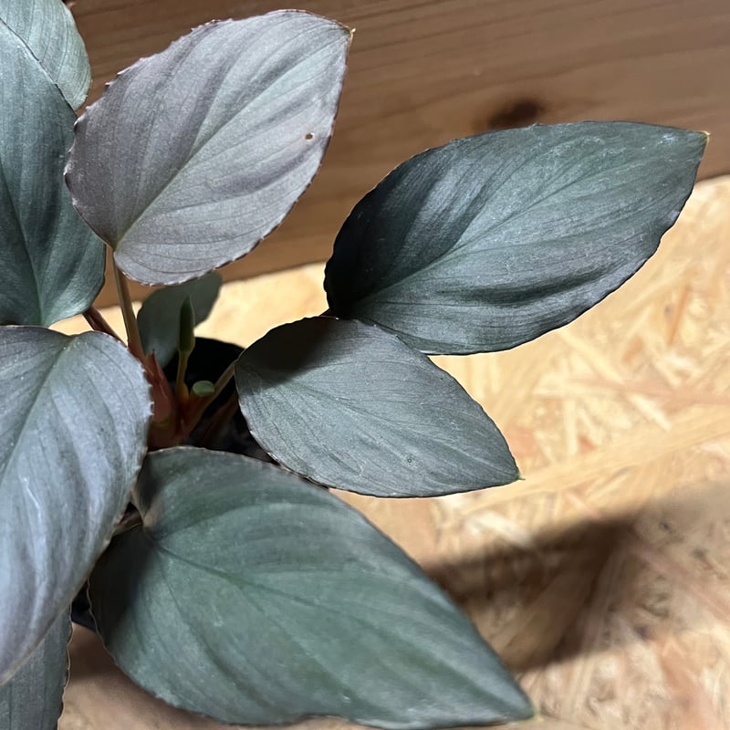 ホマロメナ sp.赤銀 West Java | GREEN LUCK