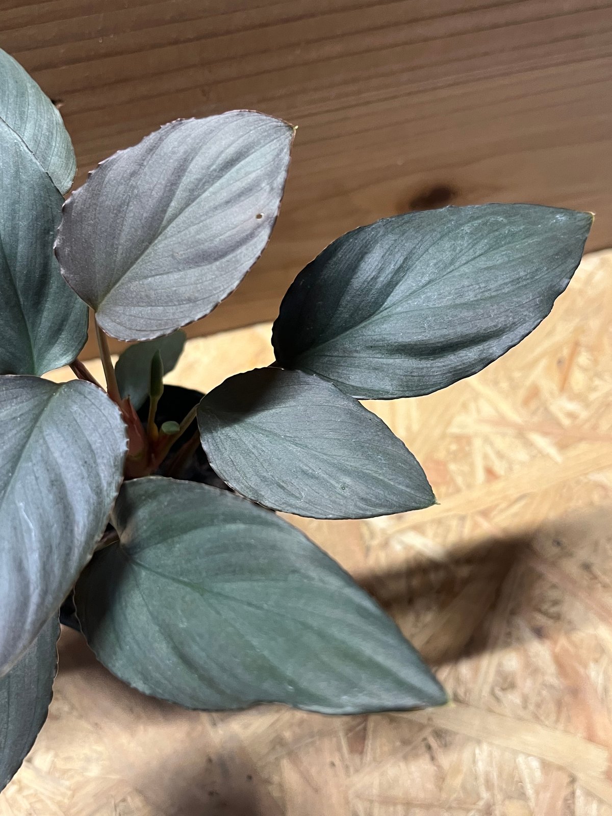 ホマロメナ sp.赤銀 West Java | GREEN LUCK