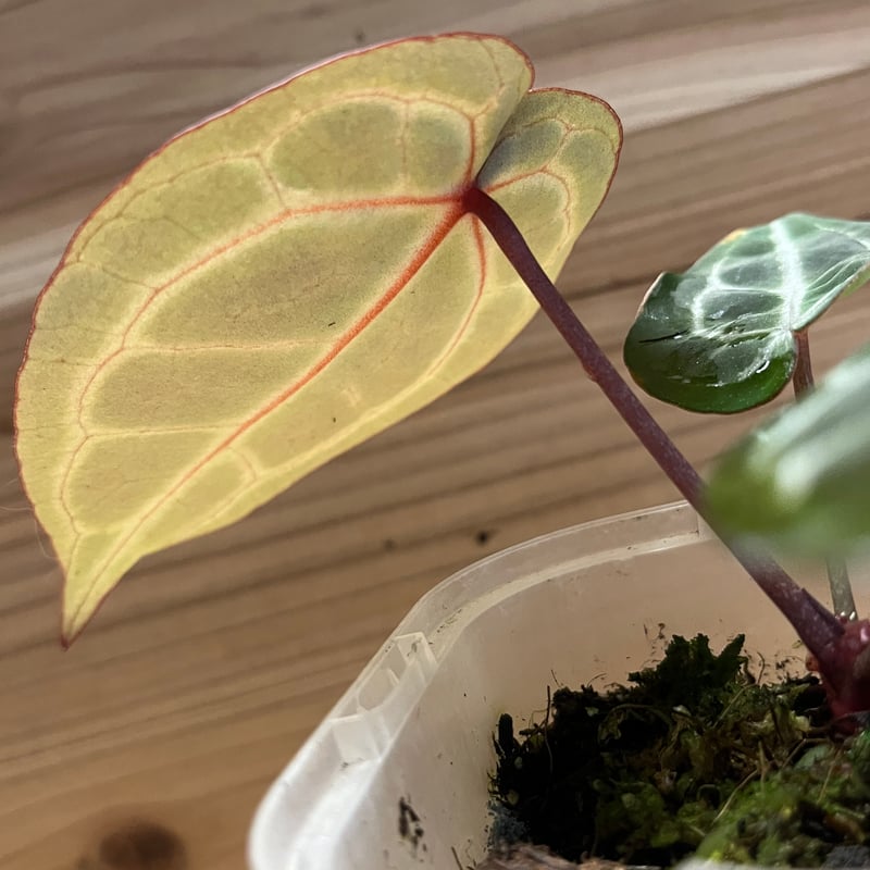 アンスリウム ミシェル ミッシェル ドックブロック アンスリウム ミシェル Anthurium Michelle by Docblock