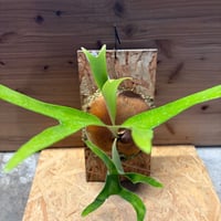 アンスリウム ペンドゥリフォリウム | GREEN LUCK