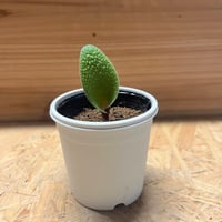 アロエ テンプラ | GREEN LUCK