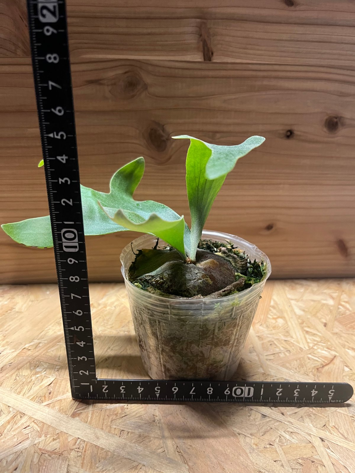 ビカクシダ ヒリー マグニフィセント | GREEN LUCK