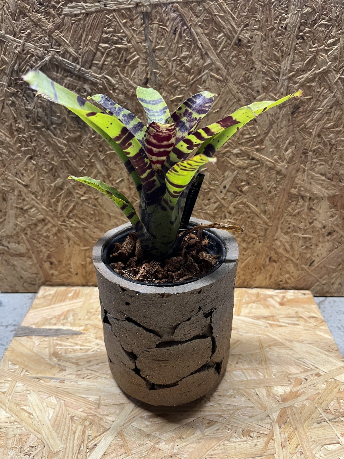 COMWORK STUDIO 信楽焼 植木鉢 | GREEN LUCK