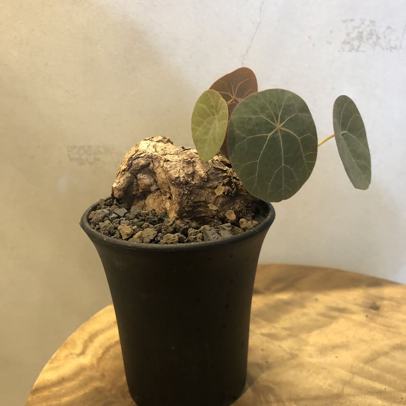 ステファニア kaweesakii （sp.Nova） | GREEN LUCK