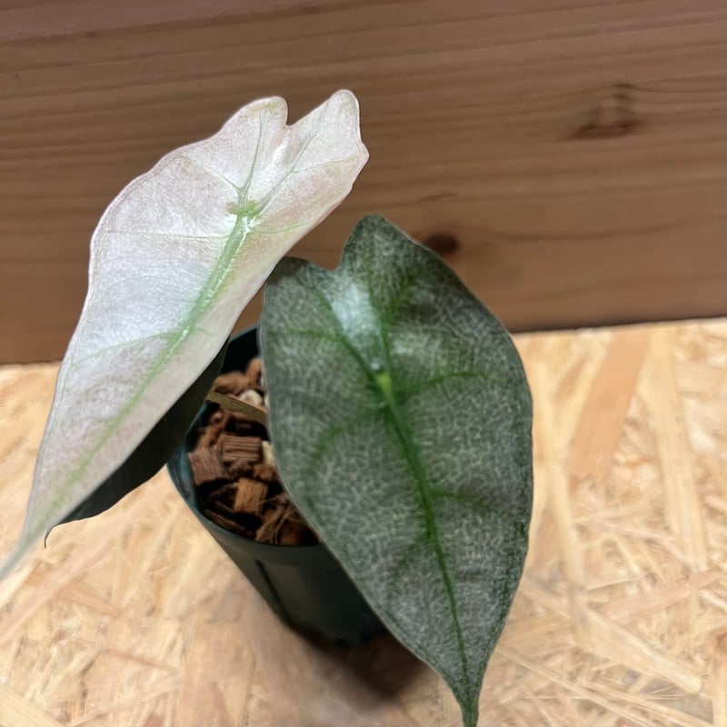 アロカシア アマゾニカ バリエガータ | GREEN LUCK