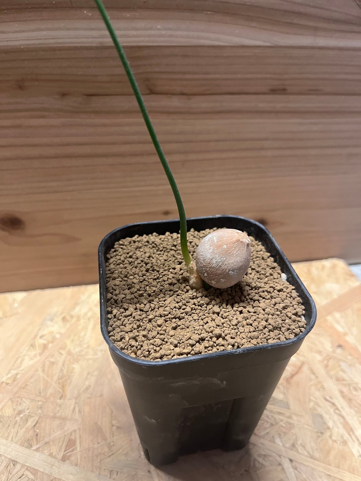 サイカス シアメンシス | GREEN LUCK