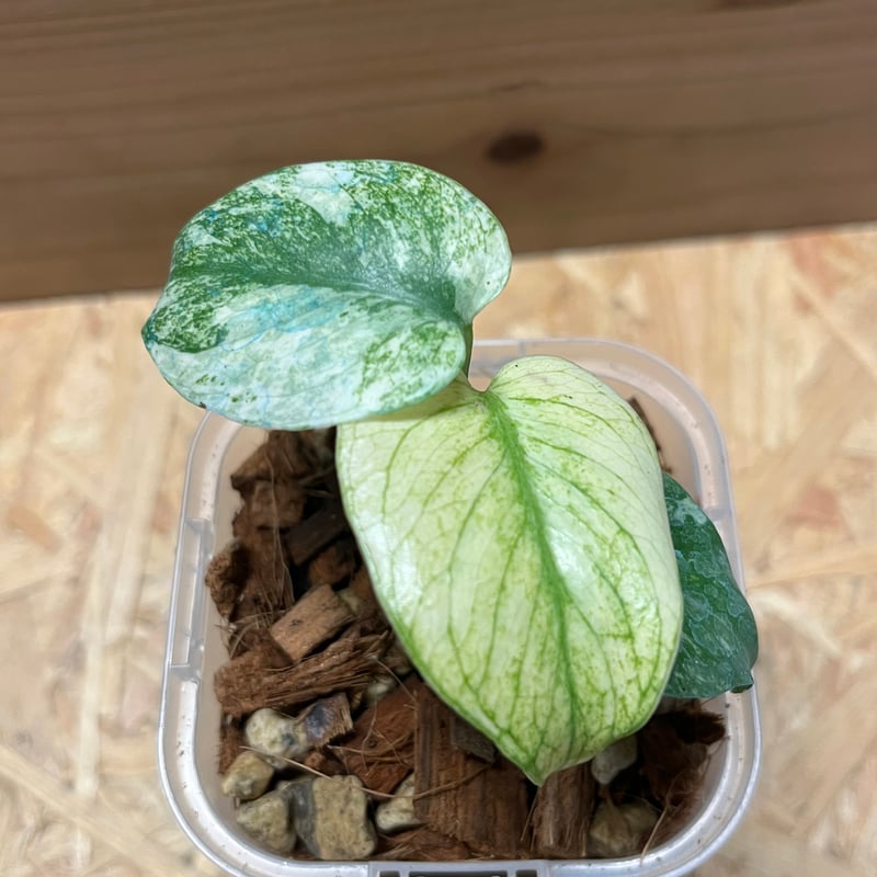 モンステラ デリシオーサ ホワイトモンスター | GREEN LUCK