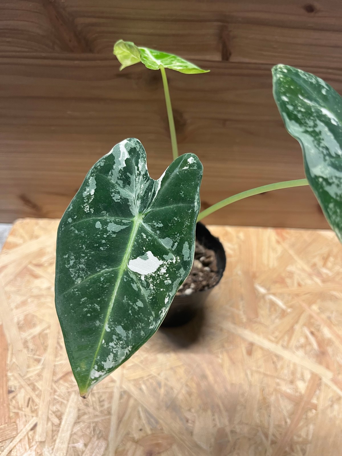 アロカシア グリーンベルベット 斑入り | GREEN LUCK