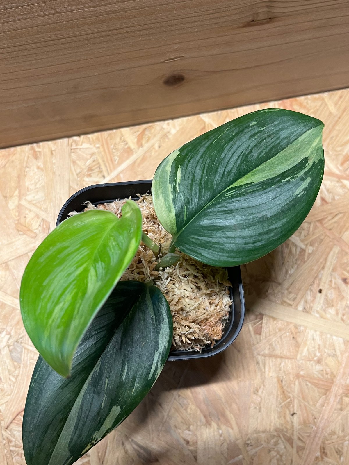 スキンダプサス ルビコン シルバーオンシルバー | GREEN LUCK