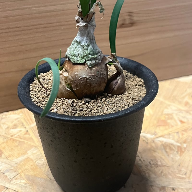 キルタンサス スピラリス | GREEN LUCK