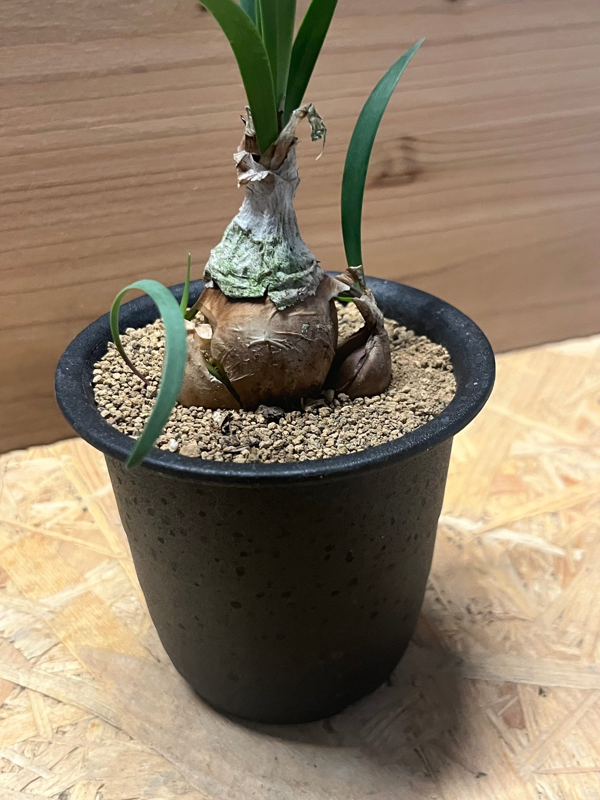 キルタンサス スピラリス | GREEN LUCK