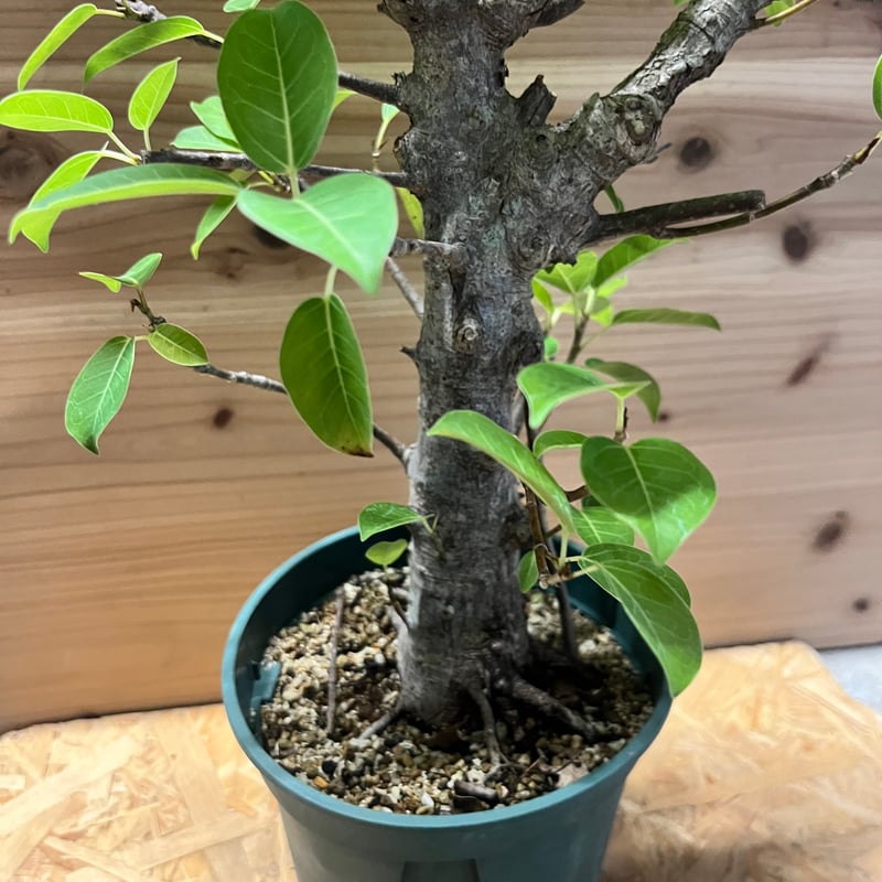 超特大　古木　フィカス　ミクロカルパ　25年物　陶器鉢のまま発送　コーデックス 超特大 古木 フィカス ミクロカルパ 25年物 陶器鉢のまま発送