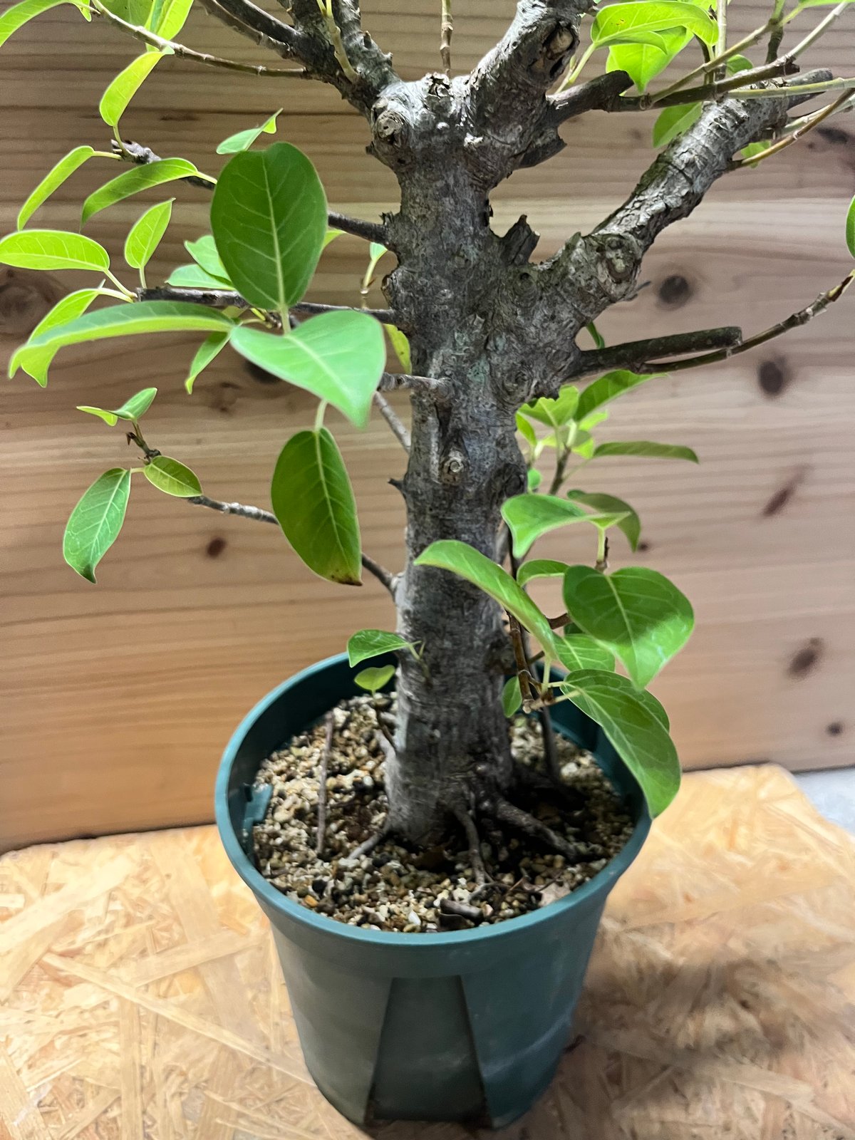 超特大古木フィカスミクロカルパ25年物陶器鉢のまま発送コーデックス