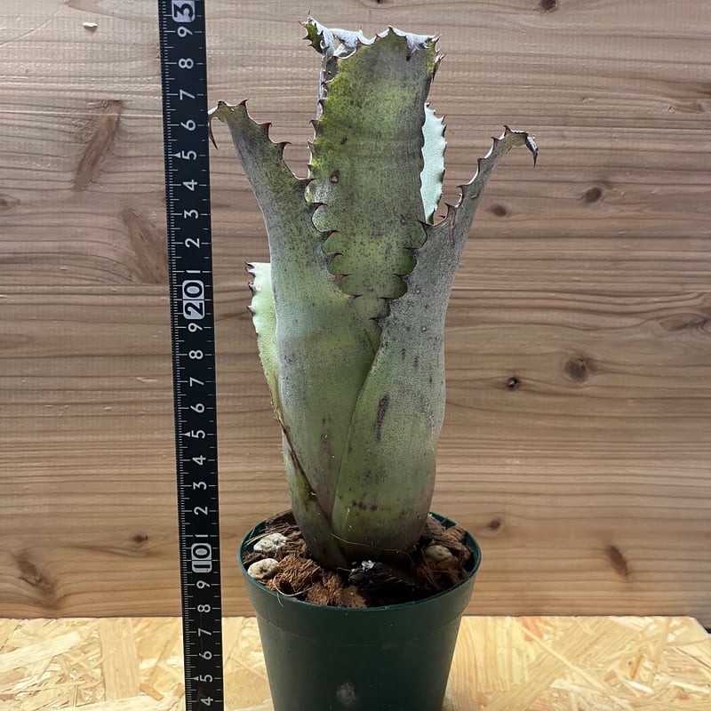 ホヘンベルギア サンドラズマウンテン | GREEN LUCK