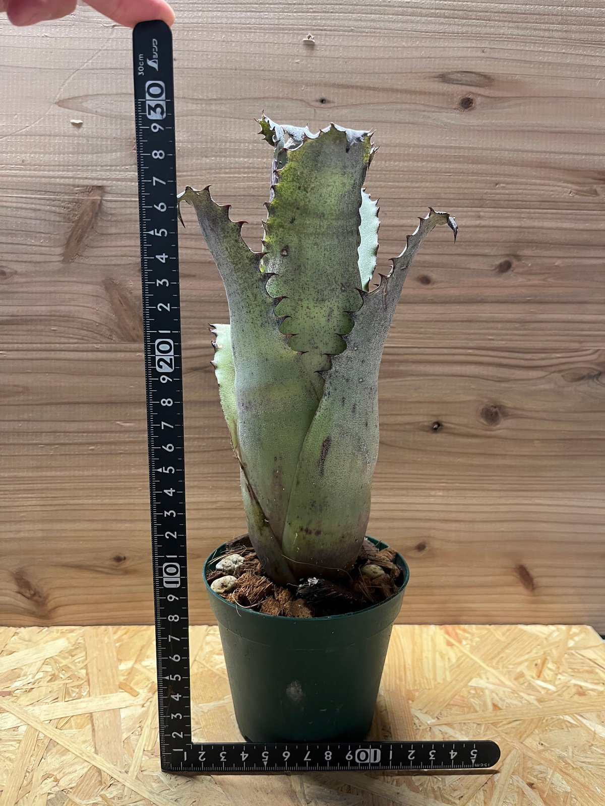 ホヘンベルギア サンドラズマウンテン Hohenbergia sp. Sandra's Mountain【artPLANTs