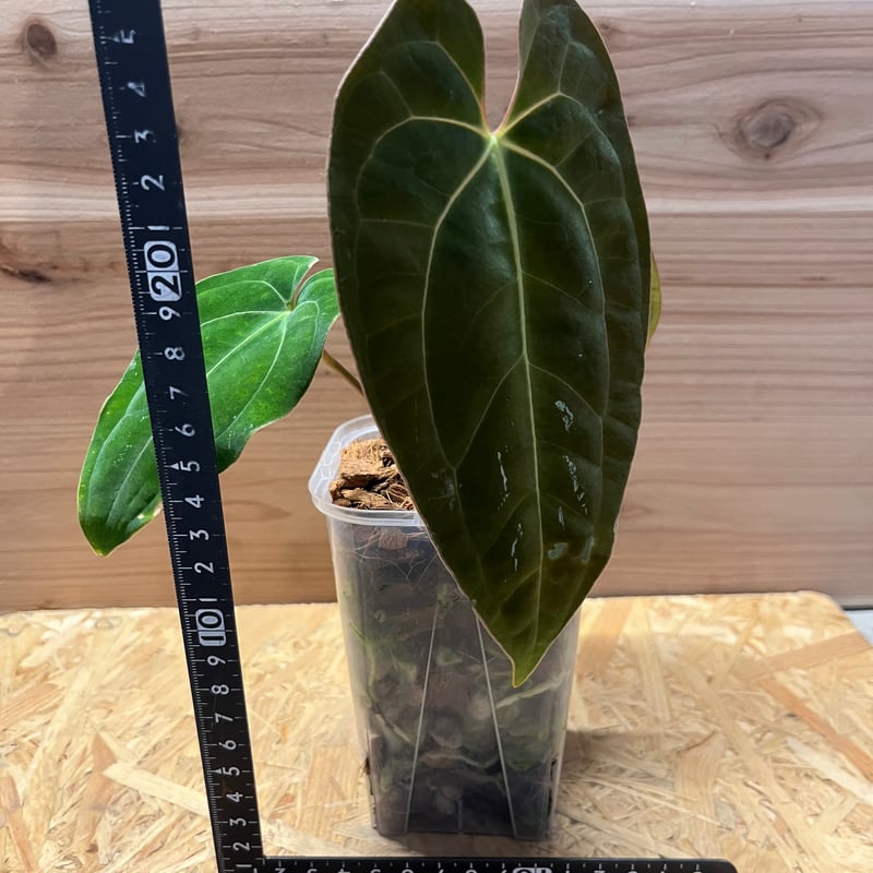 アンスリウム パピリラミナム【Guna Yala】×aff.besseae | GREEN LUCK