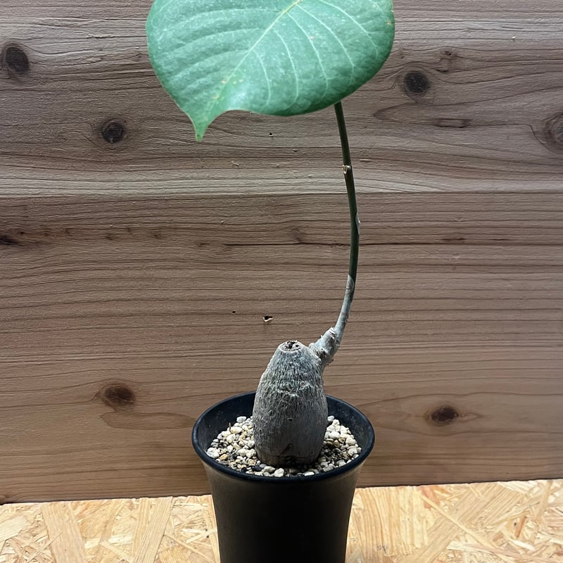 プセウドボンバックス エリプティクム | GREEN LUCK