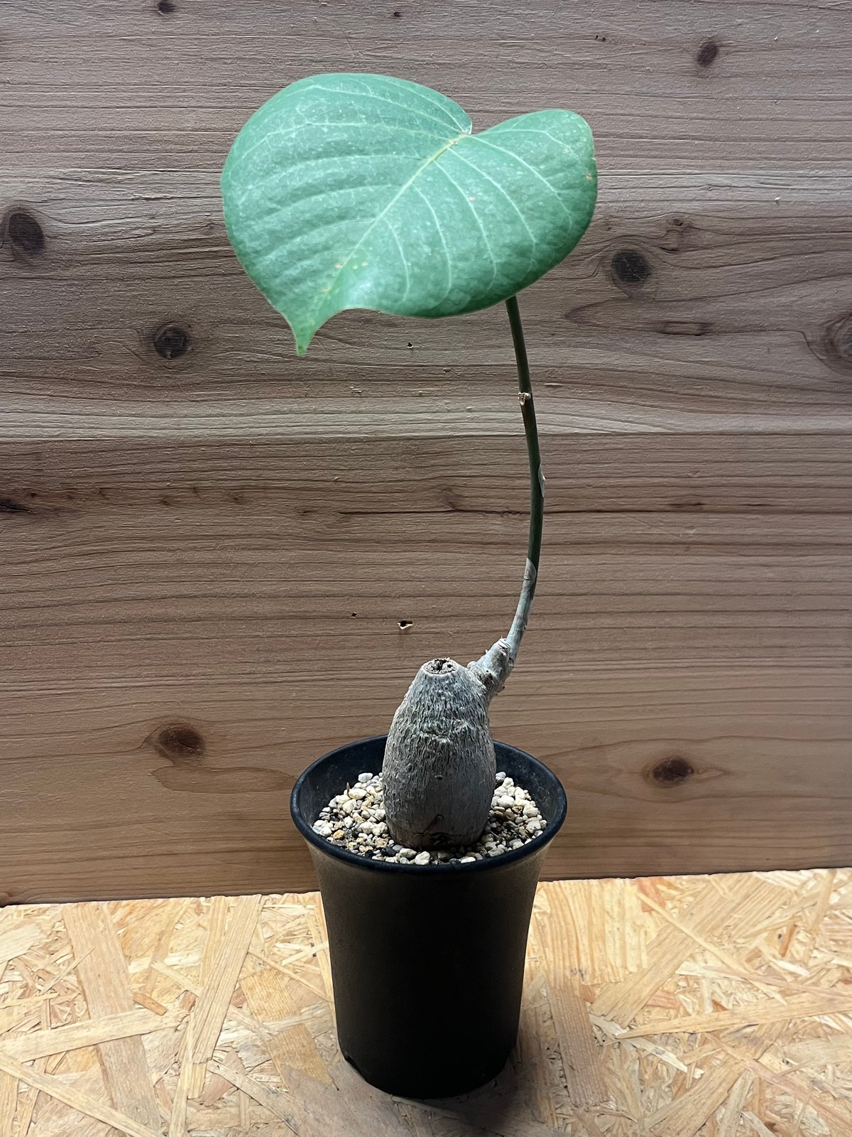 プセウドボンバックス エリプティクム | GREEN LUCK