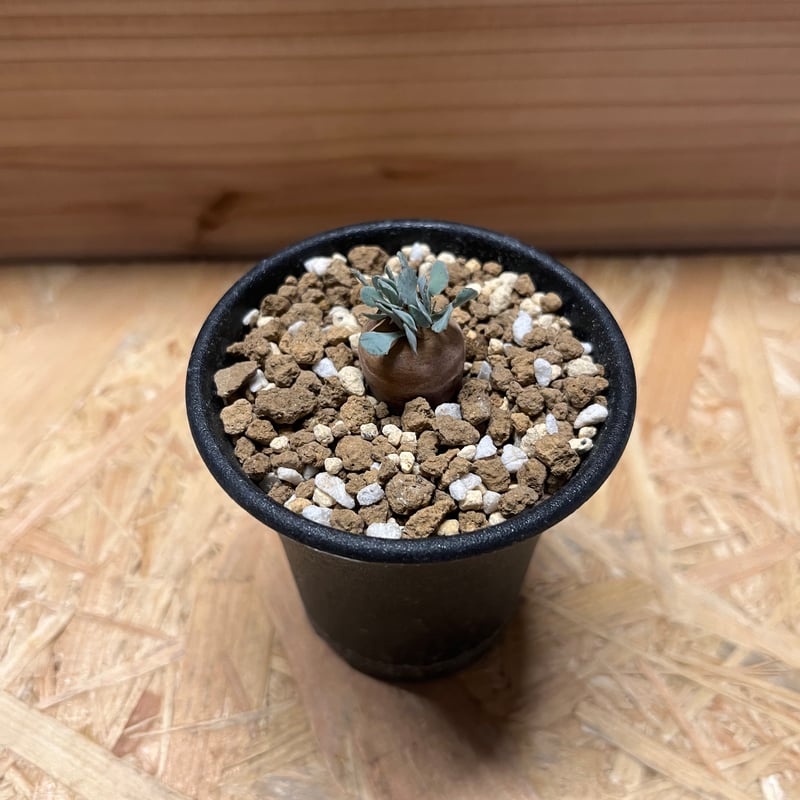 オトンナ カカリオイデス 実生 | GREEN LUCK