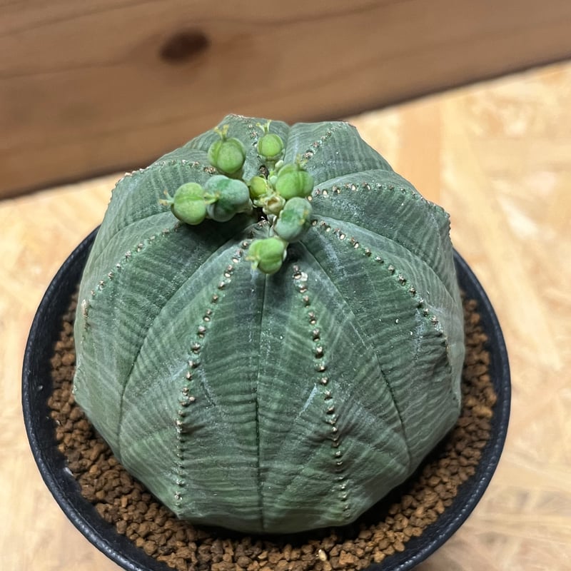 ユーフォルビア オベサ 雌株 | GREEN LUCK