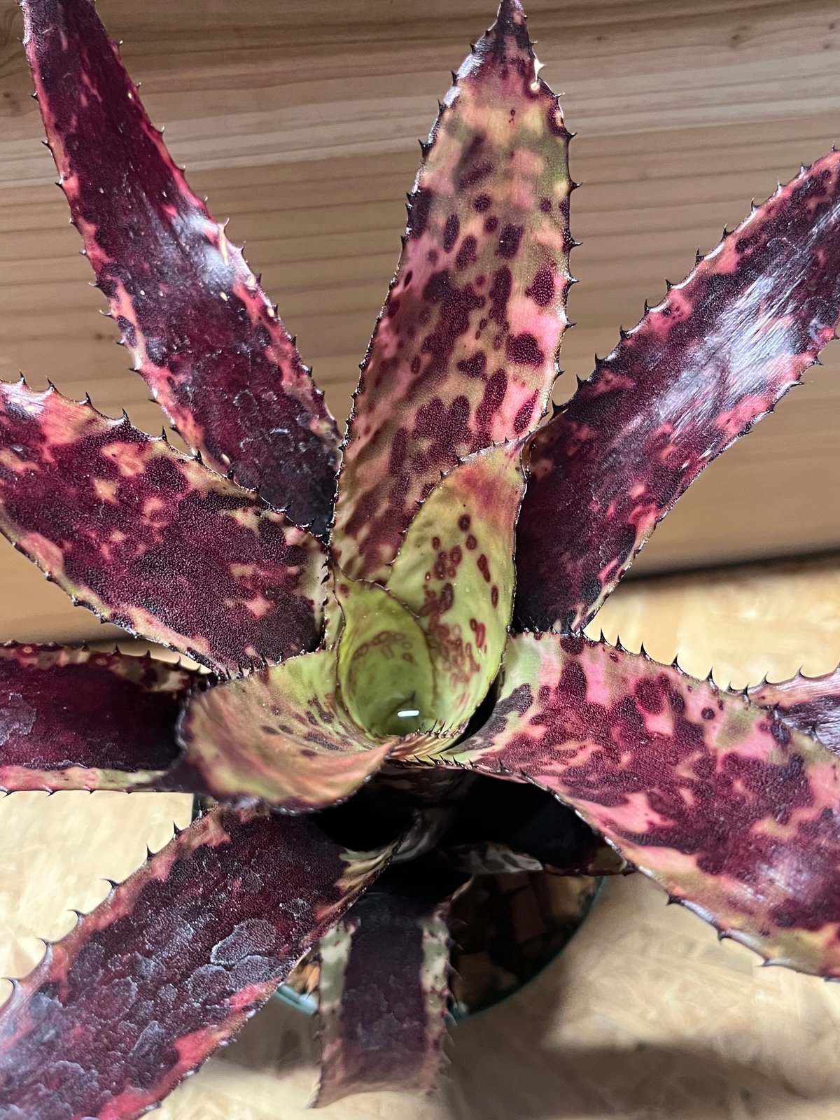 エクメア　オーランディアナ 楽天市場】(現品) エクメア オーランディアナ 'ブラック' (No