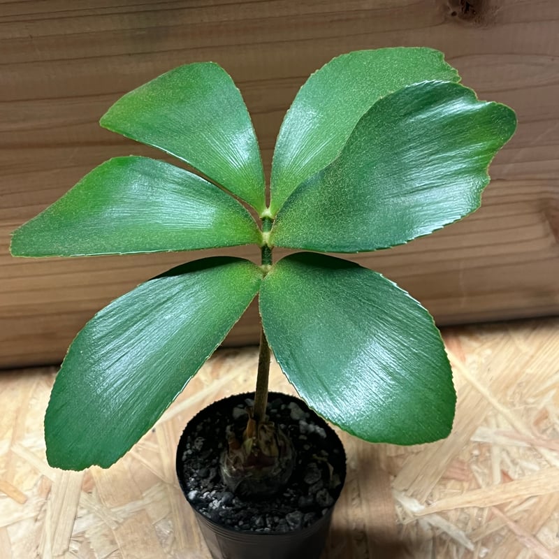 ザミア フルフラセア | GREEN LUCK