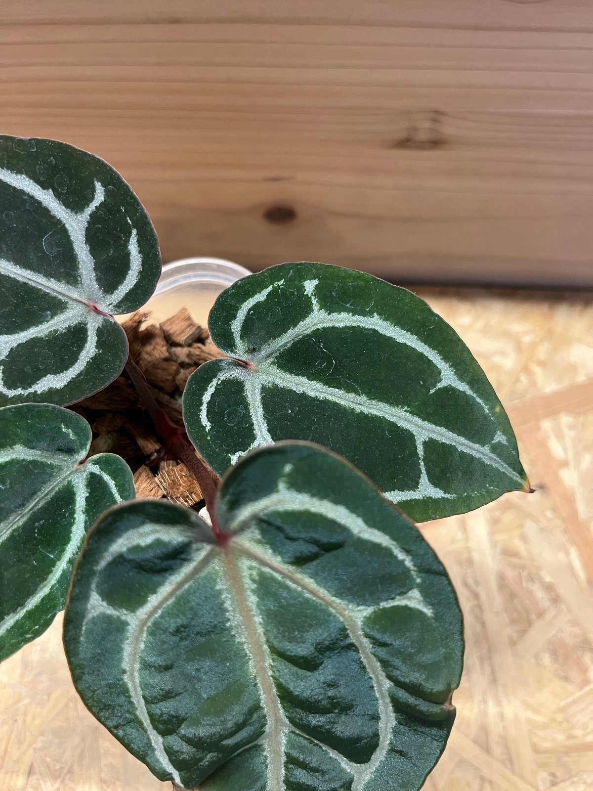 アンスリウム スカーレット | GREEN LUCK