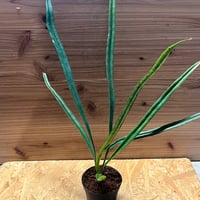 23 S&P アンスリウム　ワンダーボーイ　ハイブリッド　コレクション株放出 23 S&P アンスリウム ワンダーボーイ ハイブリッド コレクション株放出