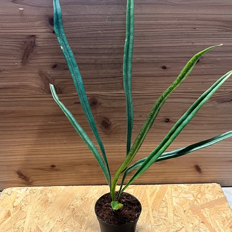 17 Microsorum sp.variegated 斑入りミクロソリュウム Microsorium sp. Small Leaf Cross Bali - Aqualeaf