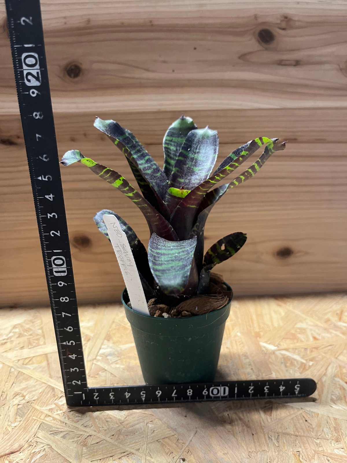 ネオレゲリア サボイトリュフ | GREEN LUCK