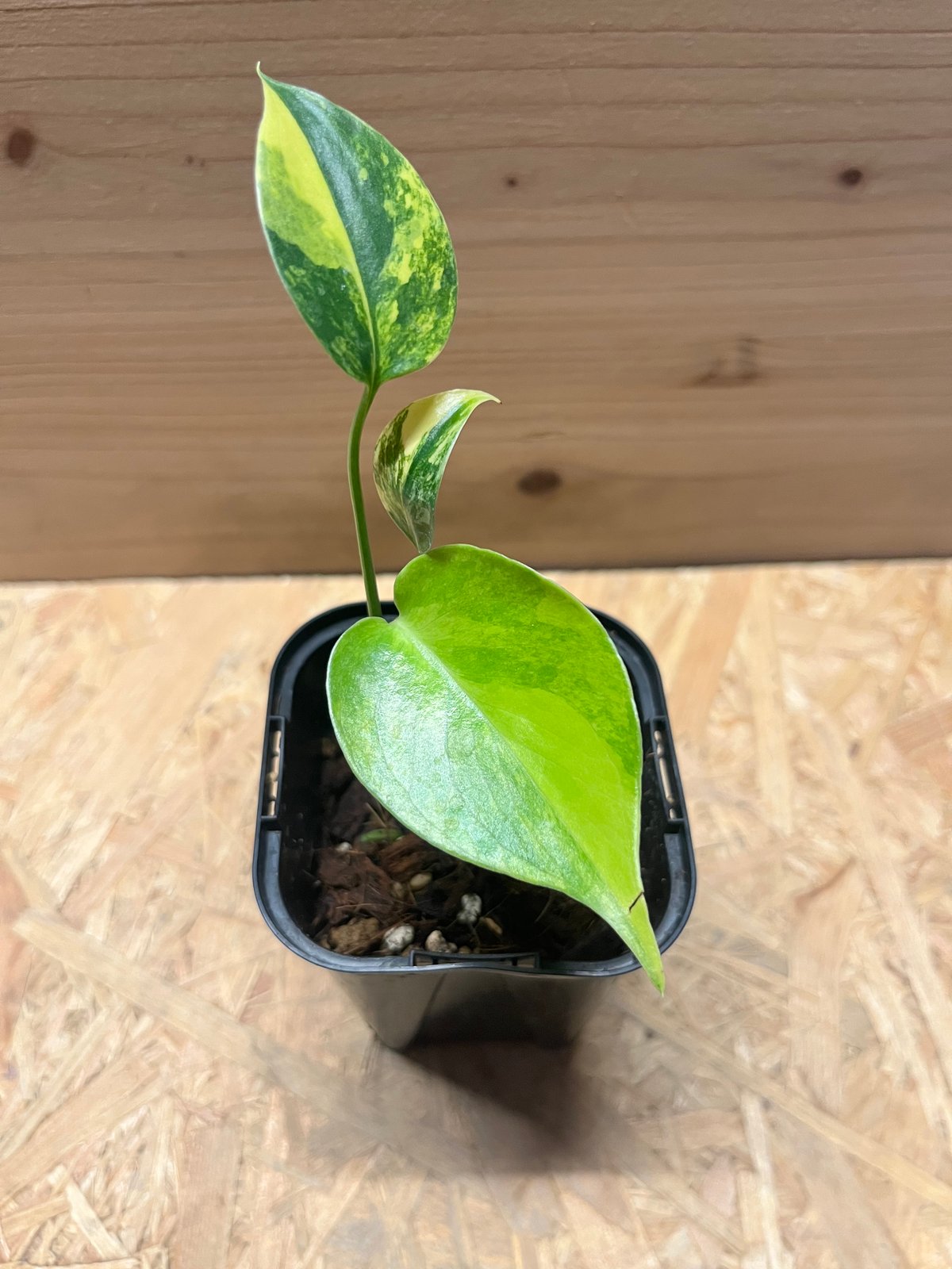 モンステラ デリシオーサ イエローマリリン | GREEN LUCK