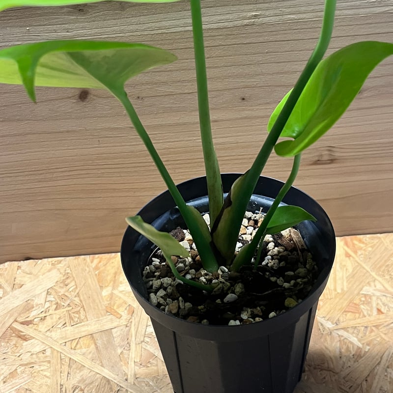 モンステラ デリシオーサ ゴールドリーフ | GREEN LUCK