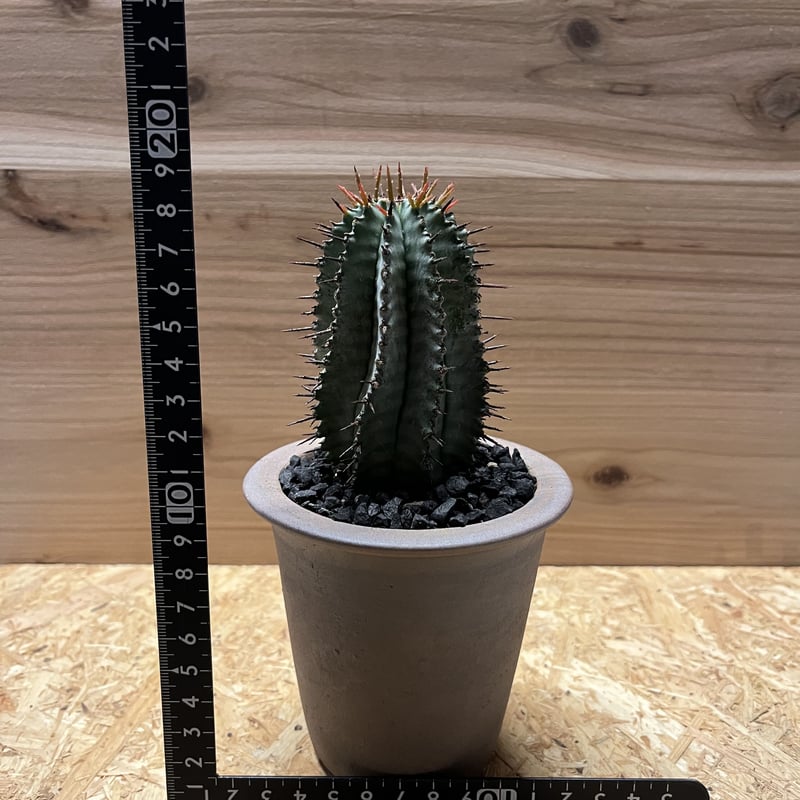 ユーフォルビア ホリダ ユーフォルビア クラビゲラ 2点セット販売 パドー ユーフォルビア ホリダ ユーフォルビア クラビゲラ 2点セット