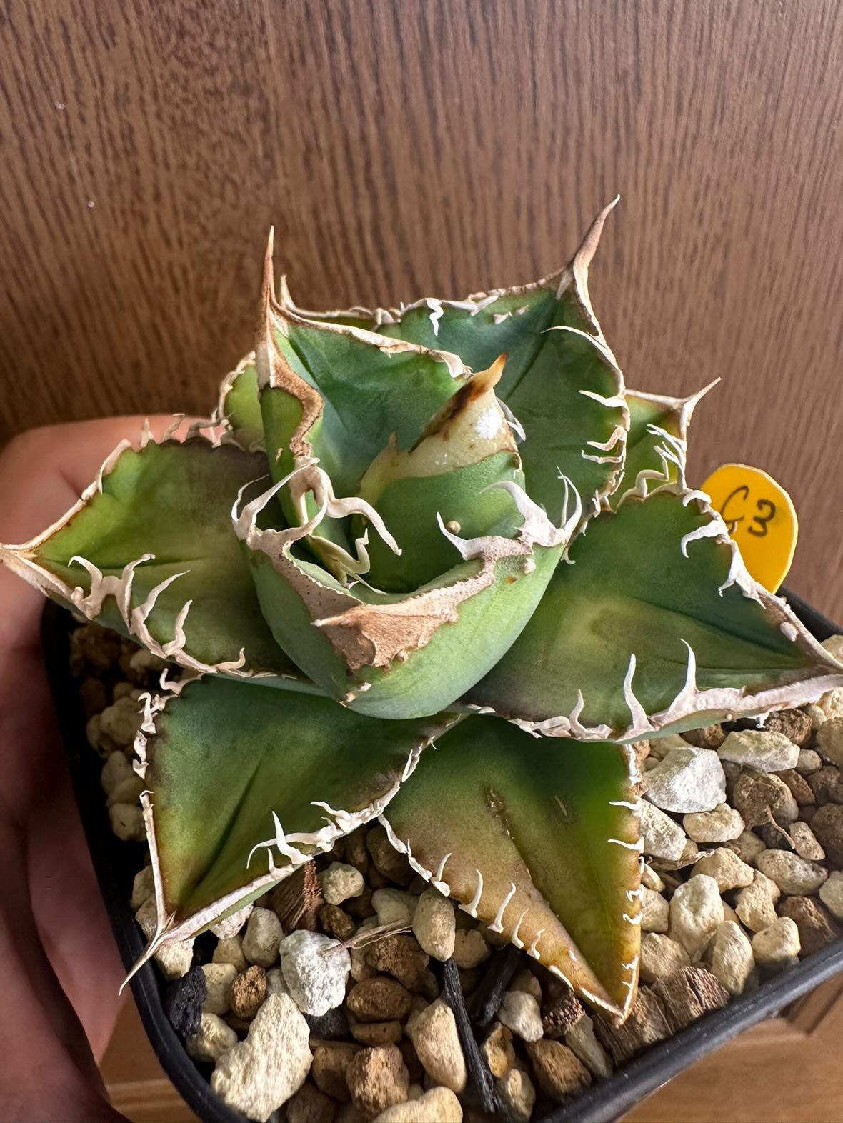 アガベ  チタノタ　No name 子株付き アガベ・チタノタ（ノーネーム）003｜agave titanota No Name | Plu