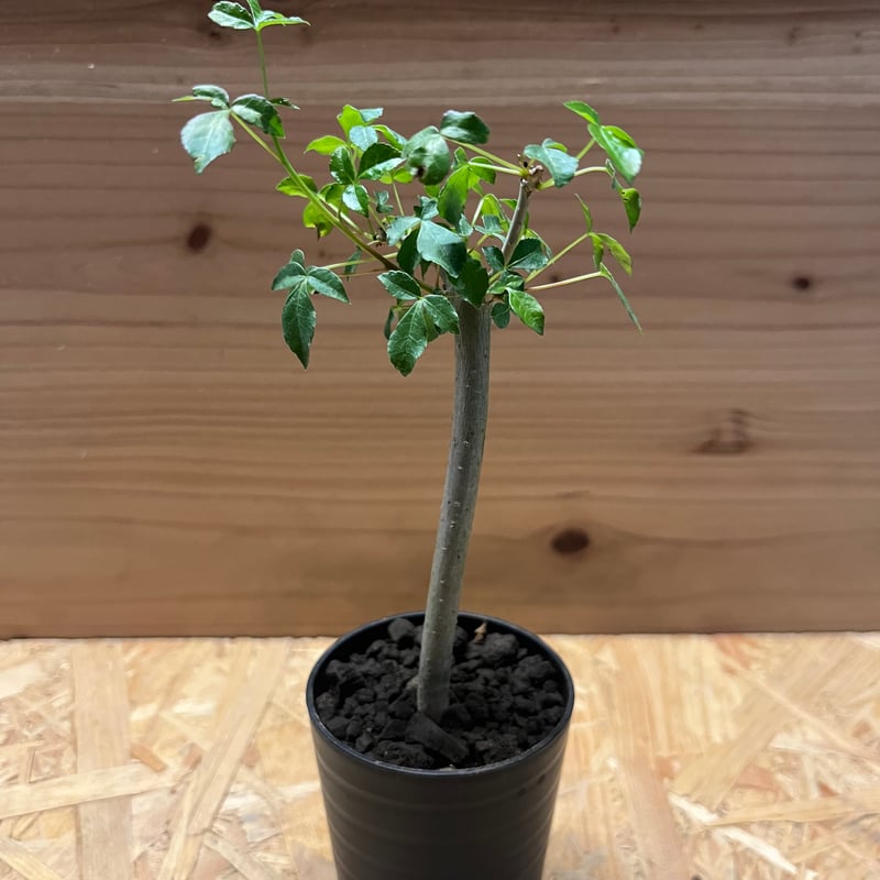 コミフォラ・品種不明(抜き苗) コミフォラ・品種不明(抜き苗) コミフォラ・品種不明(抜き苗)