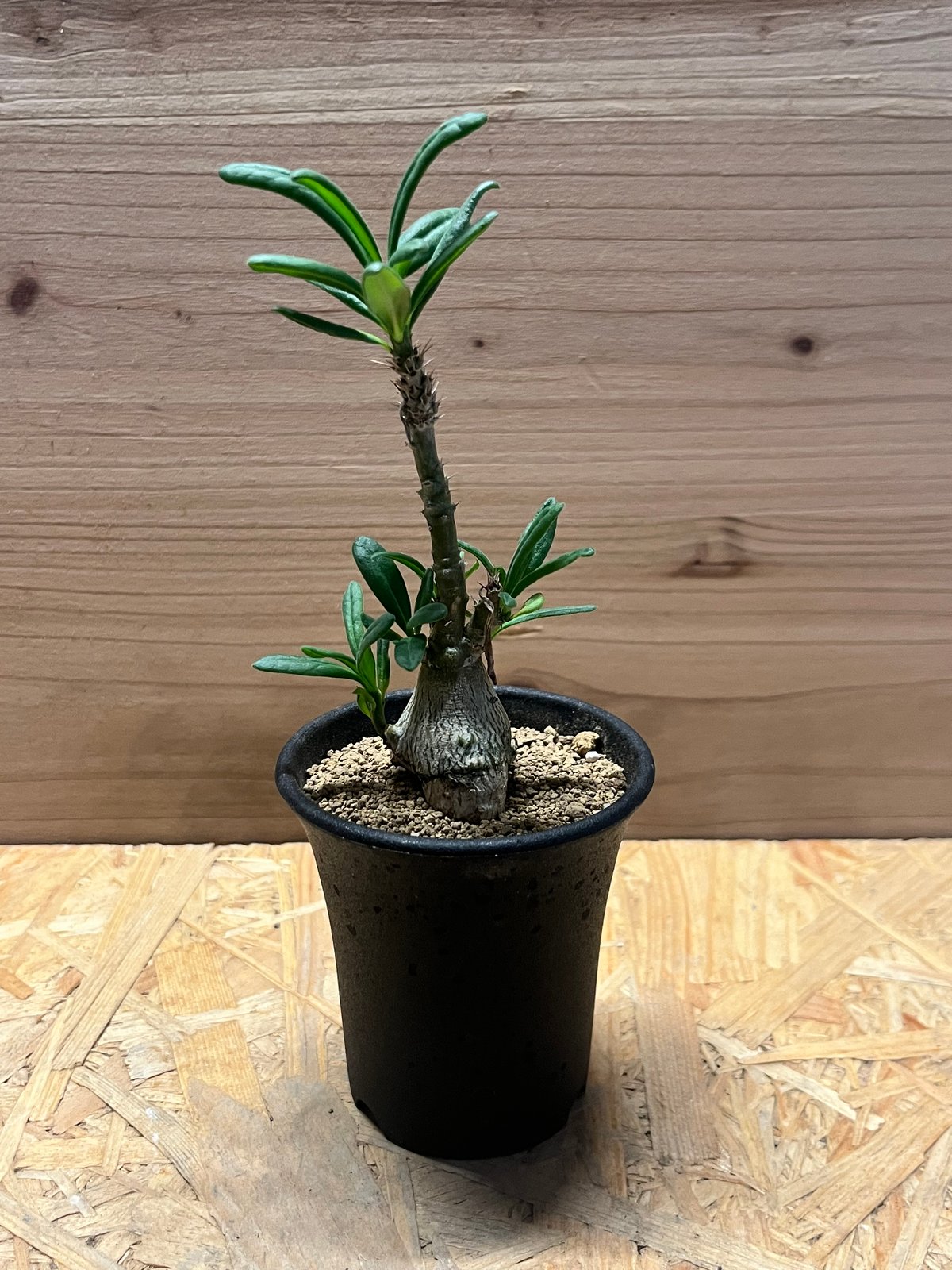 EMP パキポディウム サキュレンタム / 現地球 Pa80 EMP パキポディウム