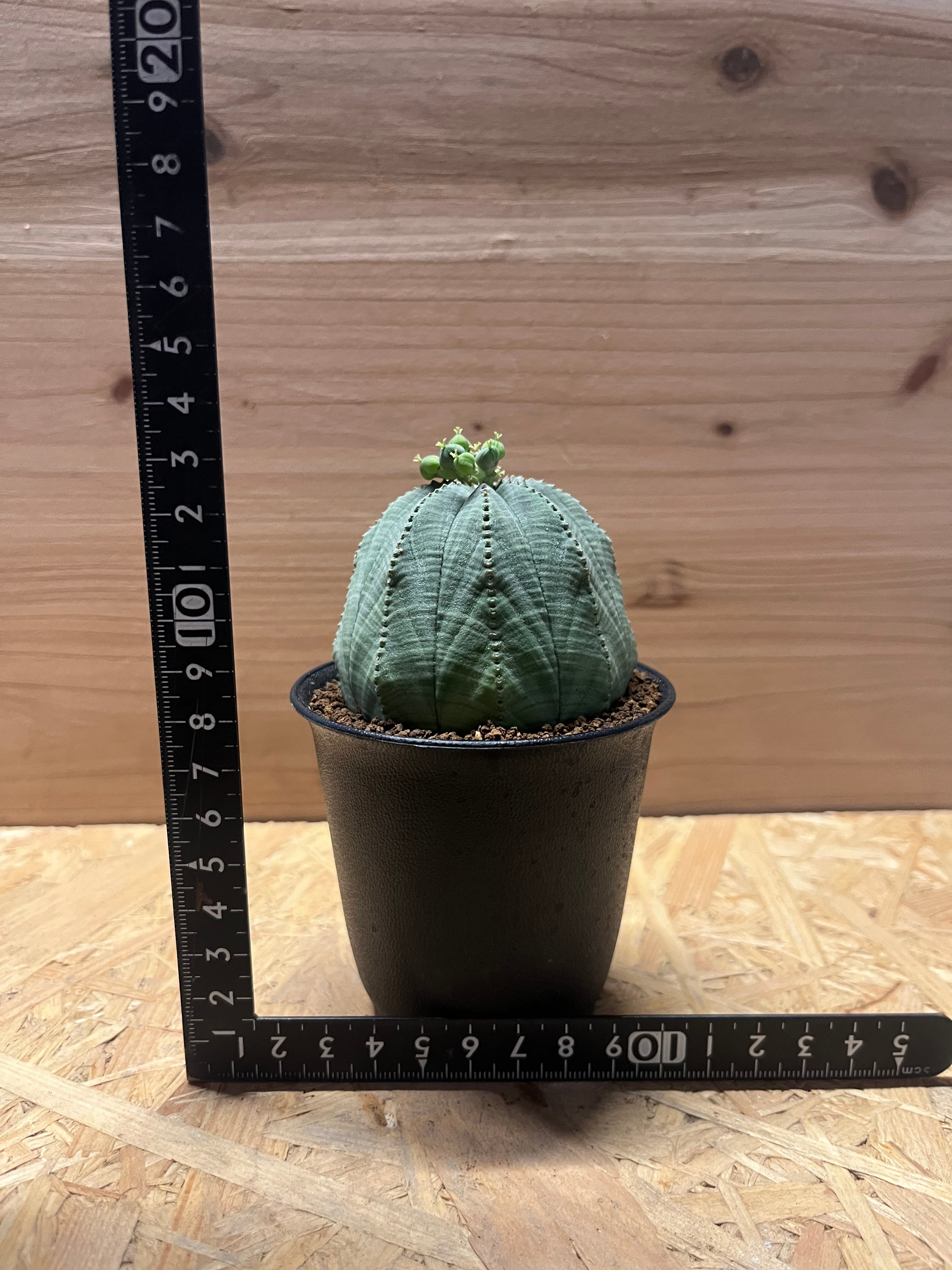 ユーフォルビア・オベサ　発根済み鉢付き　現地株 ユーフォルビア オベサ 雌株 | GREEN LUCK