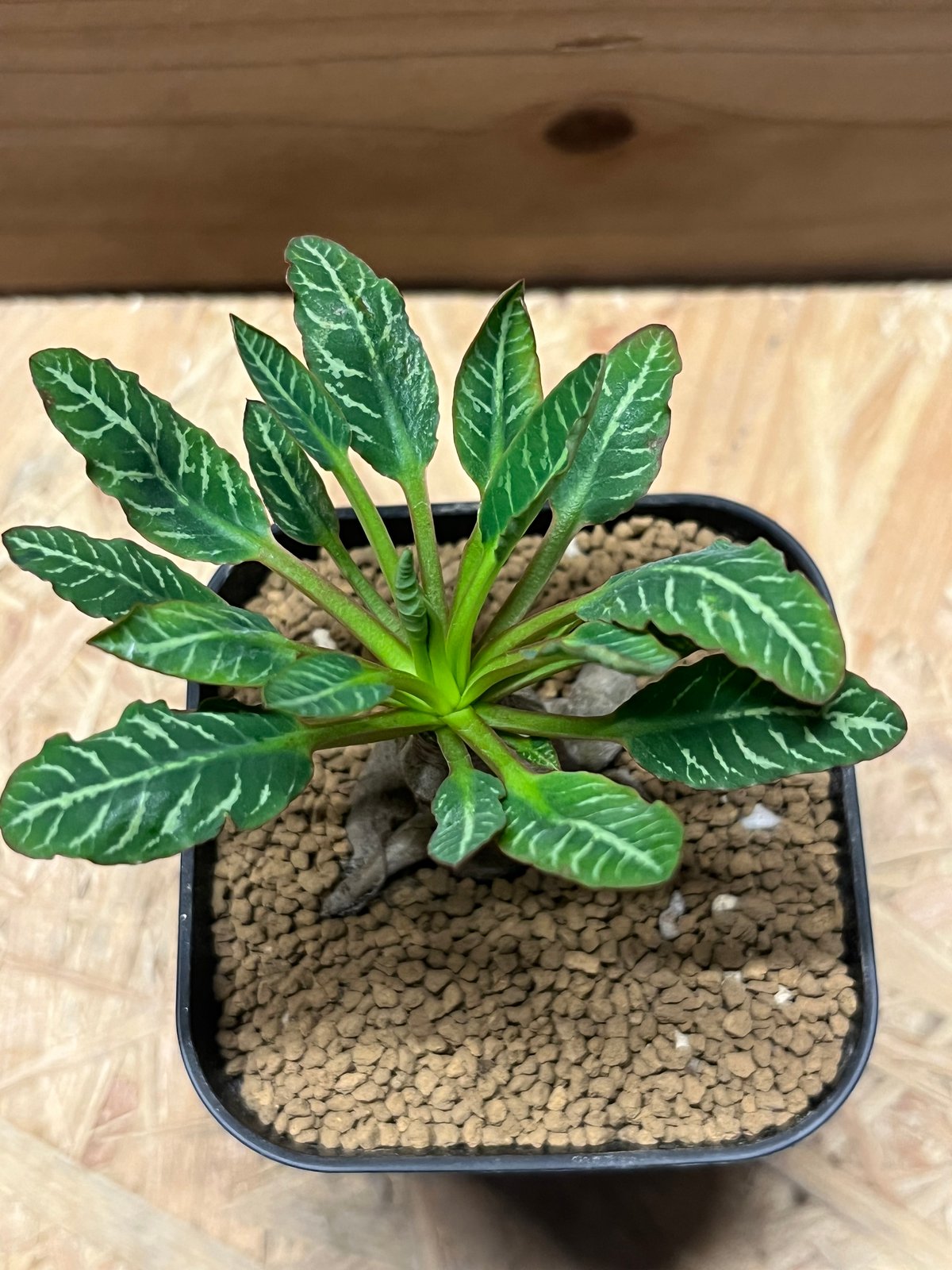 現地球 発根済 多頭ユーフォルビアスパンリンギー ユーフォルビア スパンリンギー (フィッシュボーン) 発根済