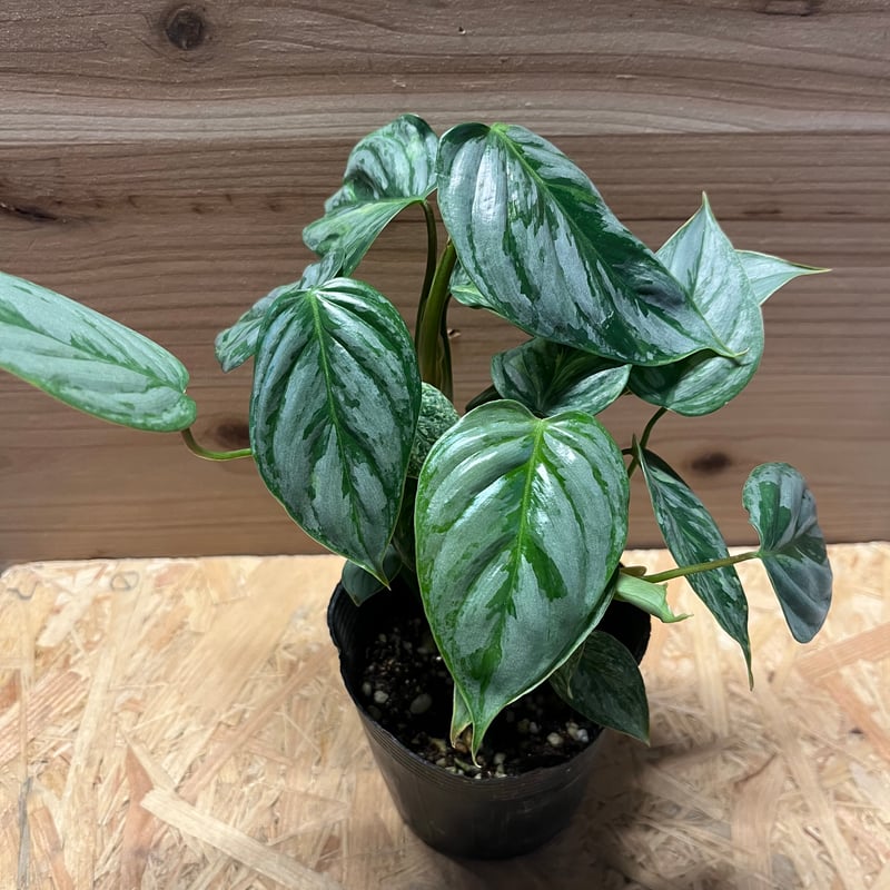 ☆希少☆フィロデンドロン・ タイランドバリエガータ　★鉢まま発送★ ☆希少☆フィロデンドロン・ タイランドバリエガータ☆鉢発送