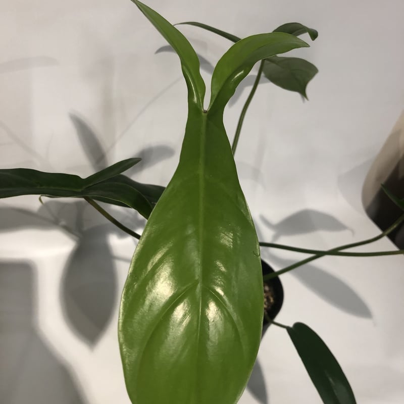 フィロデンドロン 69686 | GREEN LUCK