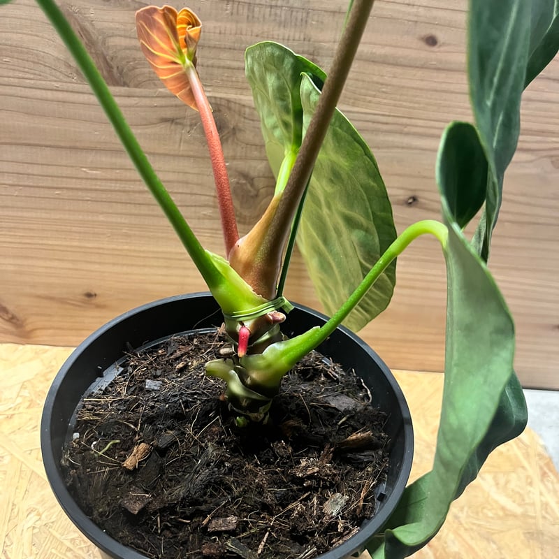 アンスリウム レガレ | GREEN LUCK