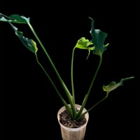 キルトスペルマ ジョンストニー | GREEN LUCK