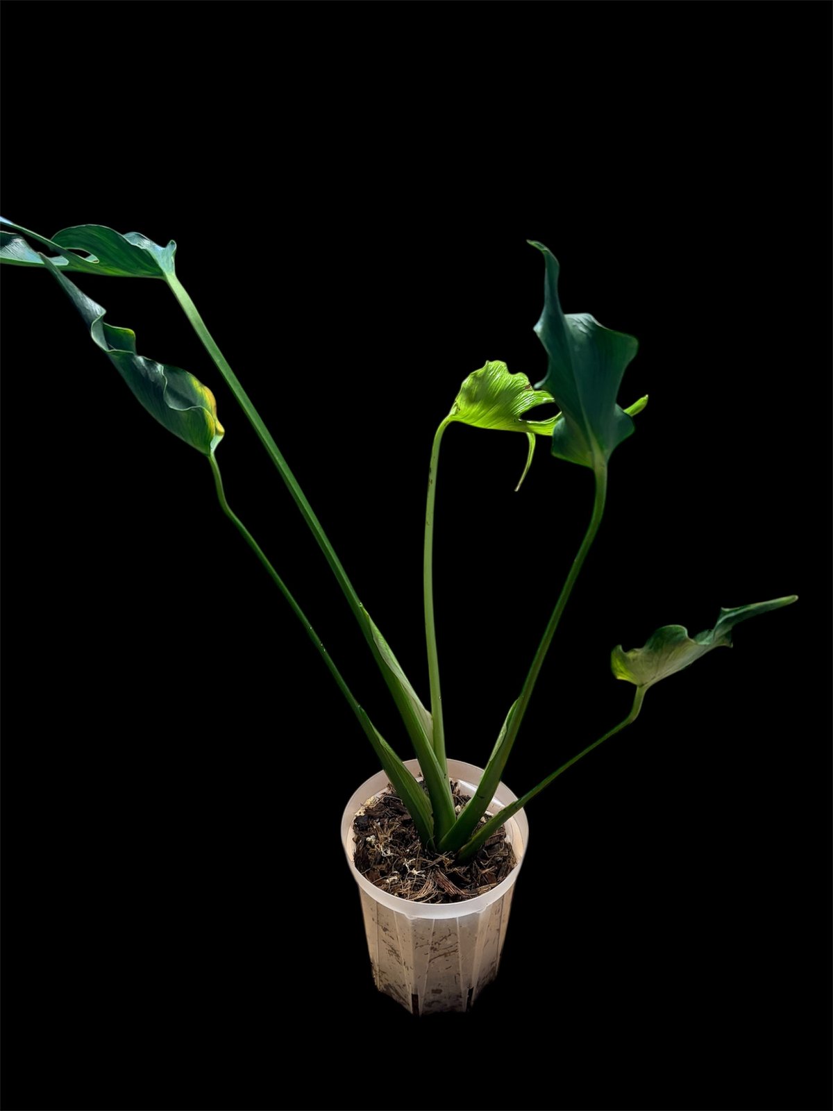 モンステラ デリシオーサ 'ユニアエ' | GREEN LUCK