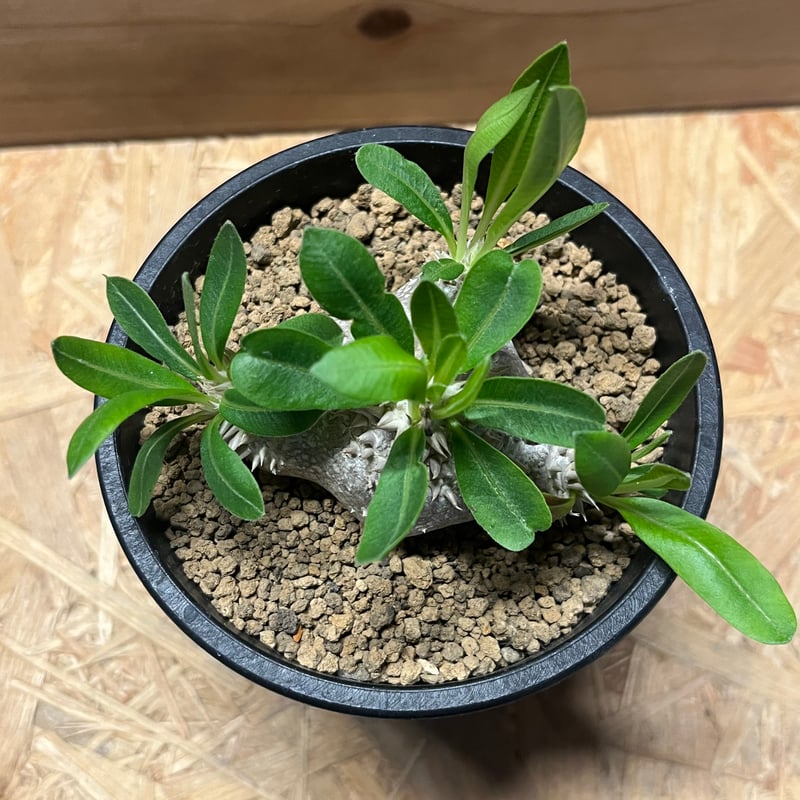 パキポディウム 恵比寿笑い | GREEN LUCK