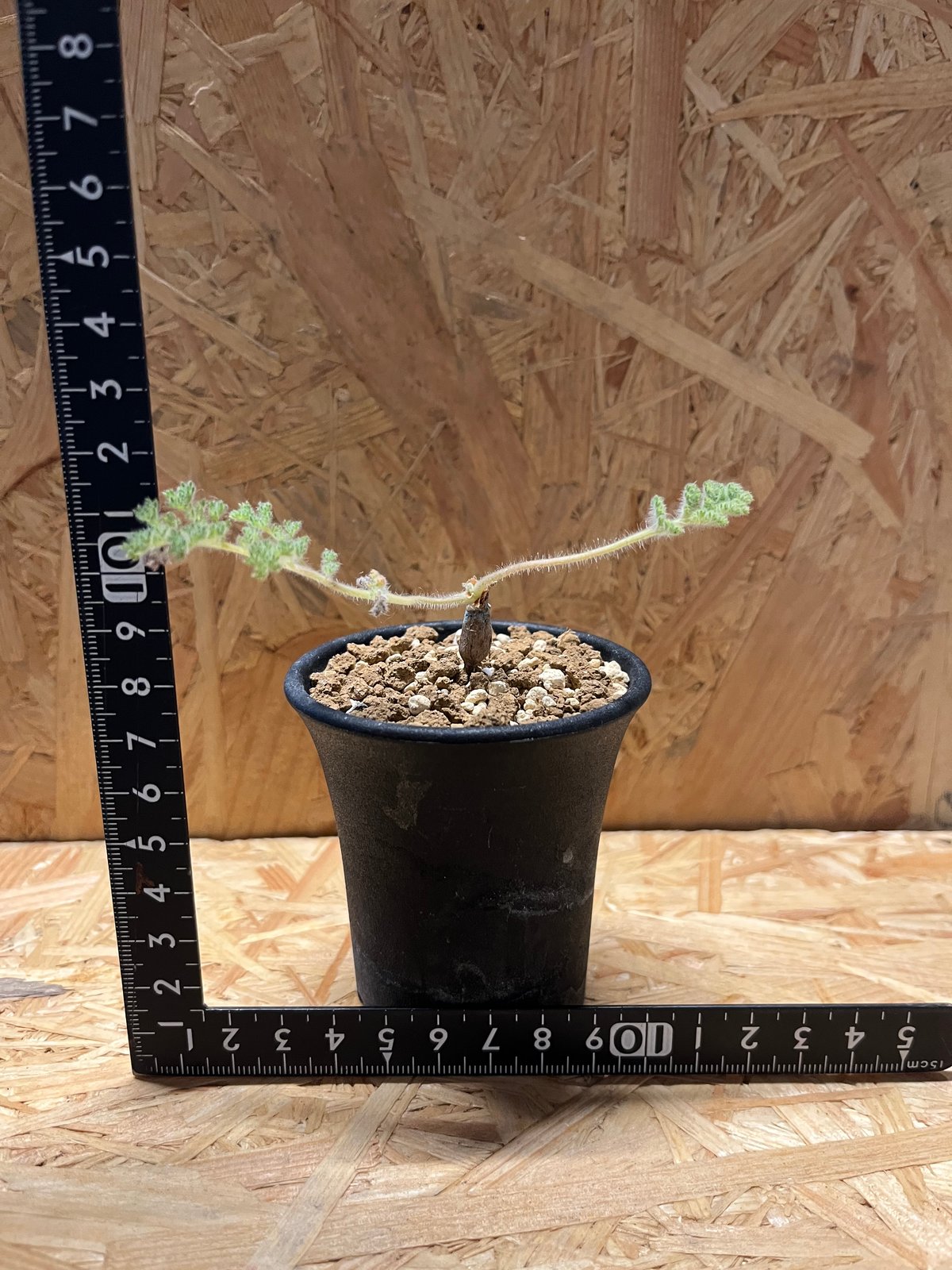 ペラルゴニウム トリステ | GREEN LUCK