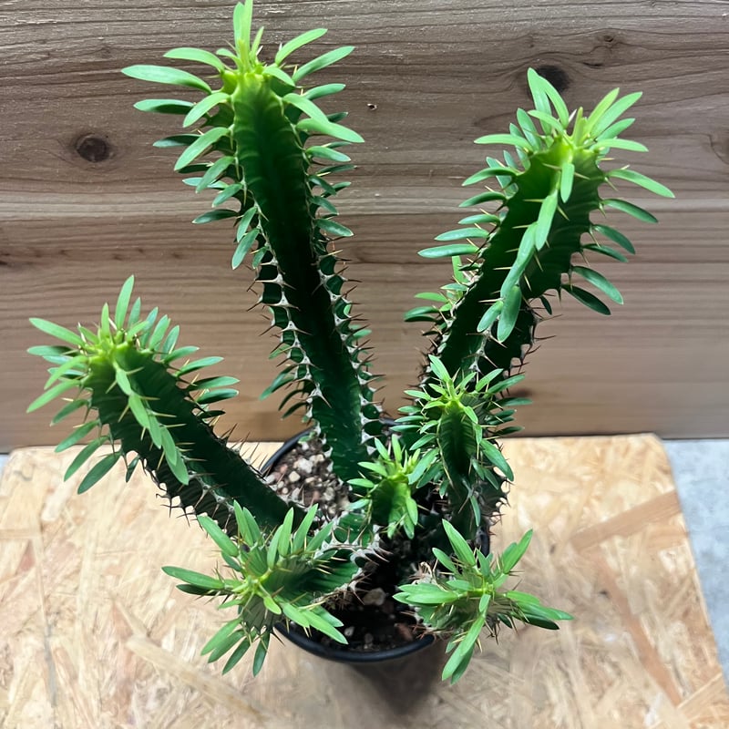 ユーフォルビア ムランジーナ | GREEN LUCK